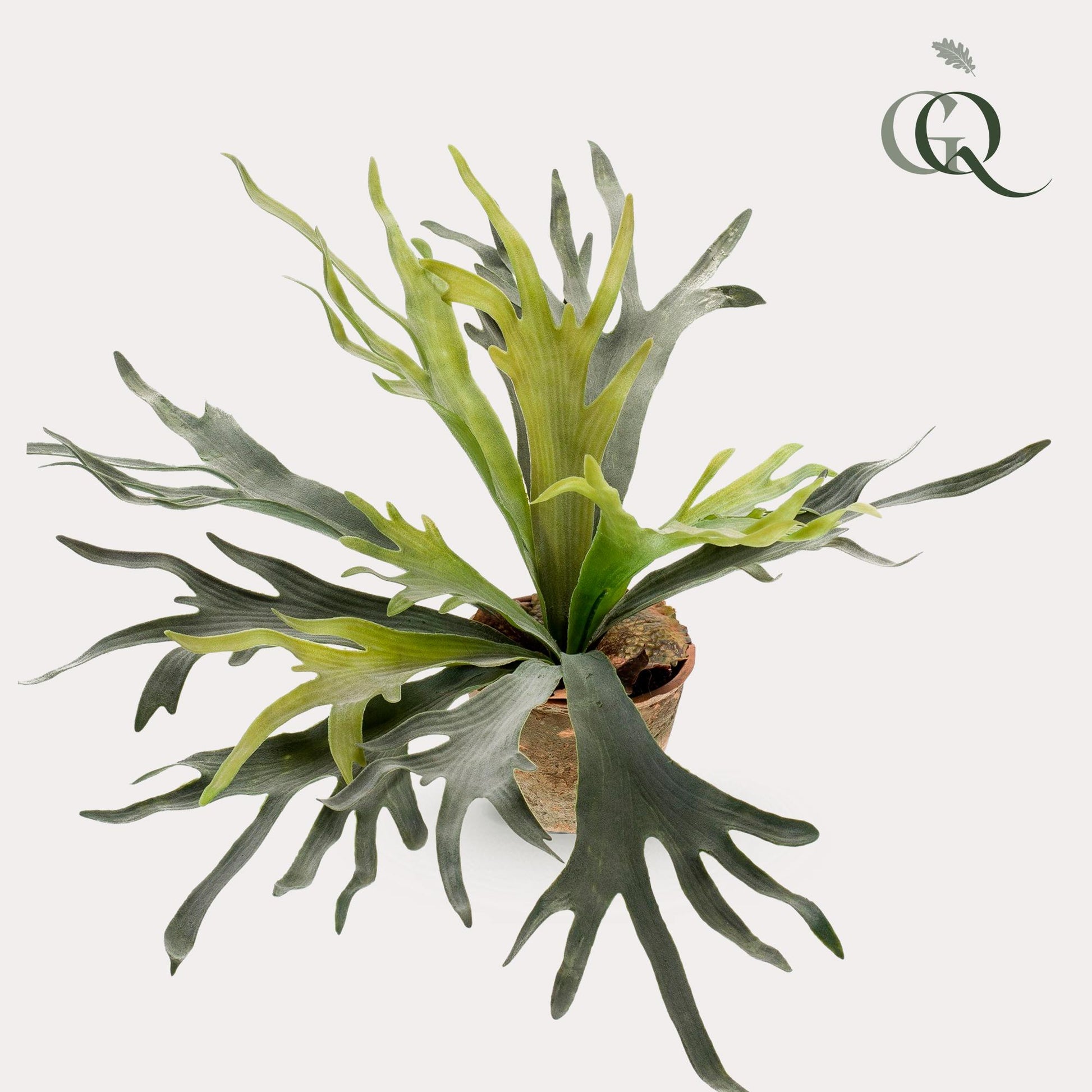 Kunst-Staghorn Farn 50 cm – Geweihfarn | Pflanzfix24.de - Pflanzfix24.de