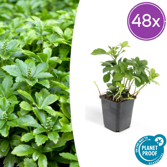 48x Pachysandra term. 'Green Carpet' - Pflanzfix24