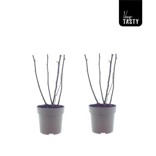 Ficus Bornholm (15017) - 2er Set - Ø15cm - ↕40cm bei Pflanzfix24.de - Pflanzfix24.de