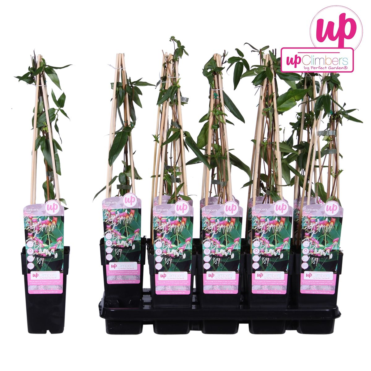 Lonicera henryi Immergrünes Geißblatt Ø15cm – Pflanzfix24.de - Pflanzfix24.de