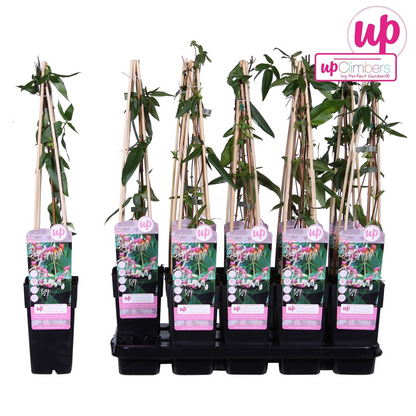 Lonicera henryi Immergrünes Geißblatt Ø15cm – Pflanzfix24.de - Pflanzfix24.de