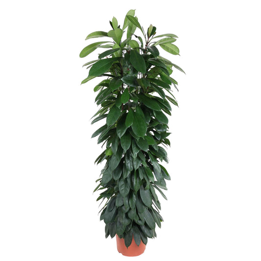 Ficus Cyatistipula Stamm 150 cm - Zimmerpflanze bei Pflanzfix24