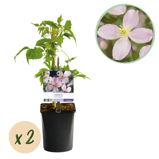 GreenboutiQ - Clematis montana Rubens - 2 Pflanzen - Topf 11cm - Pflanzfix24.de - Pflanzfix24.de