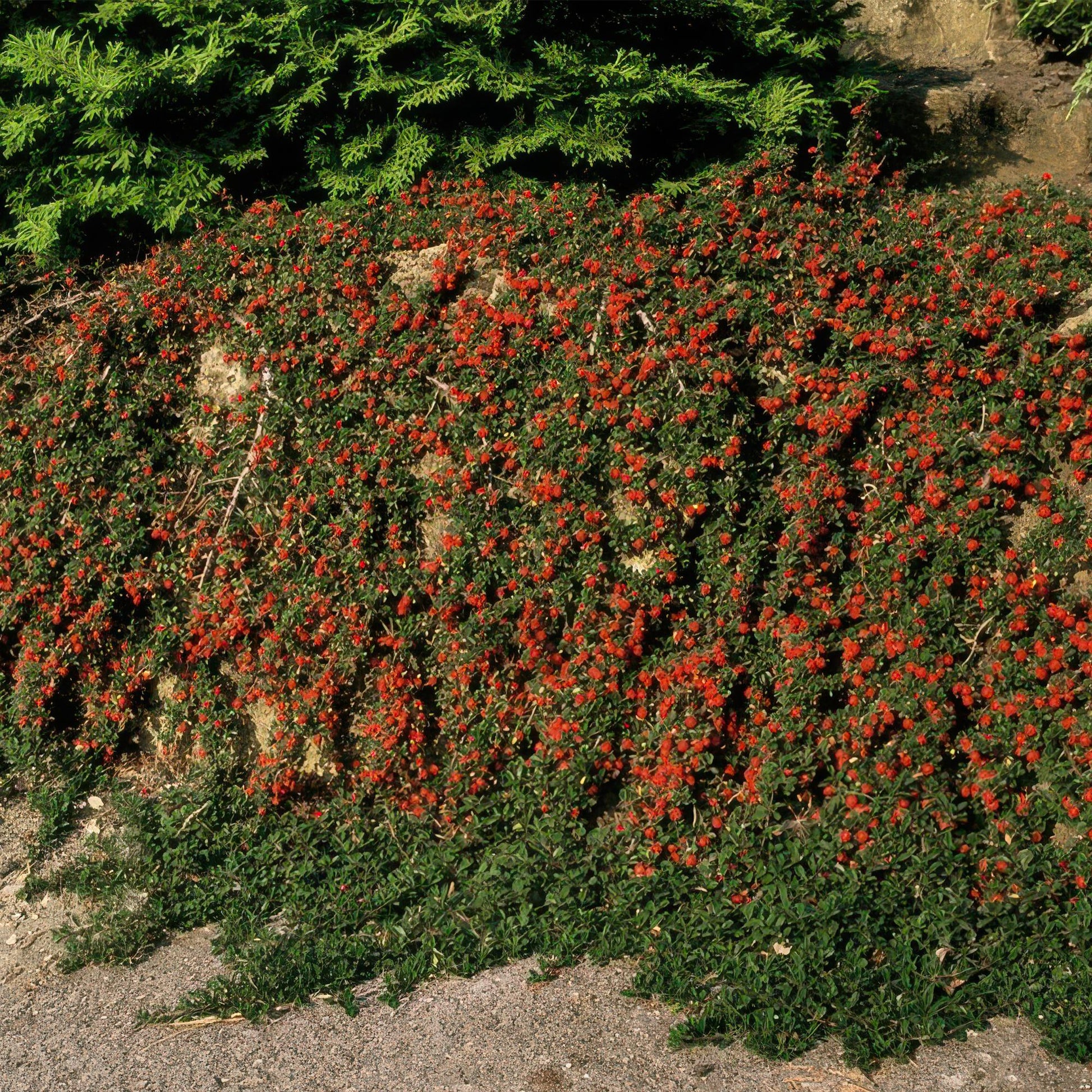 20x Cotoneaster prostratus 'Queen of Carpets' Bodendecker | Pflanzfix24.de - Pflanzfix24.de