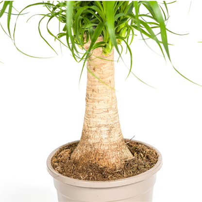 Beaucarnea Recurvata Stamm Ø17cm - ↕40 - 60cm - Pflanzfix24.de - Pflanzfix24.de