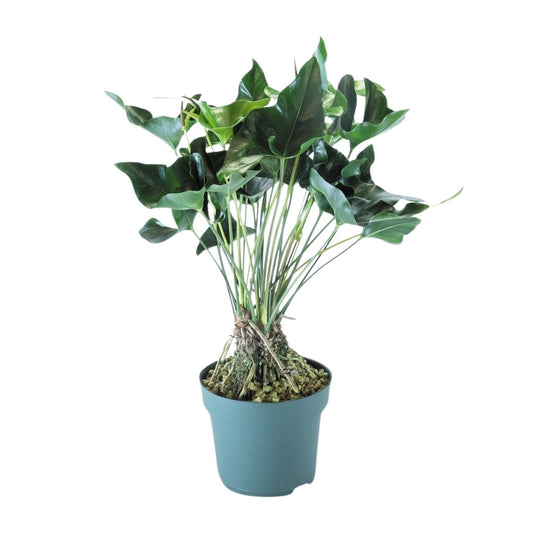Anthurium Arrow - Ø30cm - ↕80cm - Pflanzfix24