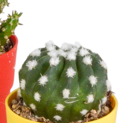 Kakteenmischung 5,5 cm - 5x - in gekleurde plasticpot - Pflanzfix24.de - Pflanzfix24.de