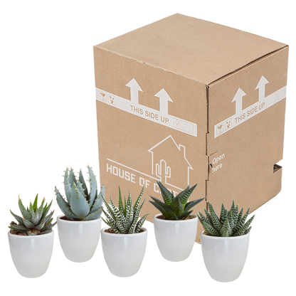 Gasteria/Haworthia-Mischung 5,5cm - 5x - Pflanzfix24.de - Pflanzfix24.de