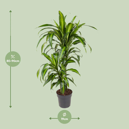 Dracaena Hawaiiana - Ø19cm - ↕90cm - Pflanzfix24