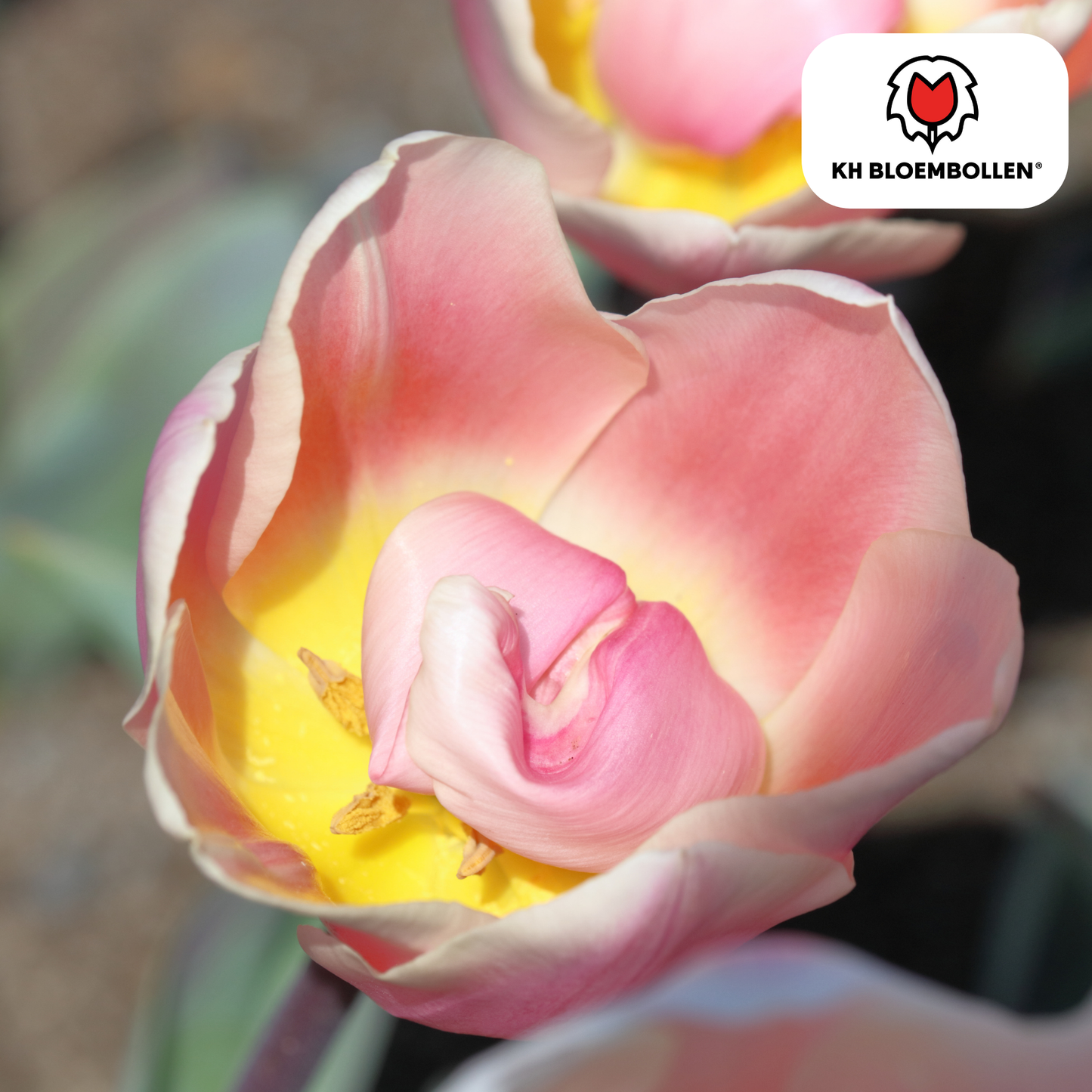 Tulpenbollen Apricot Delight – 20 Stuks | KH Bloembollen® | Roze Apricot Tulp - Pflanzfix24