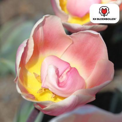 Tulpenbollen Apricot Delight – 20 Stuks | KH Bloembollen® | Roze Apricot Tulp - Pflanzfix24