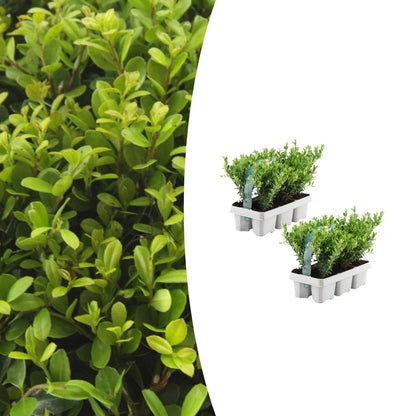 Ilex crenata 'Jenny' 2x 6er Set Ø7 cm – Immergrün & Robust | Pflanzfix24.de - Pflanzfix24.de