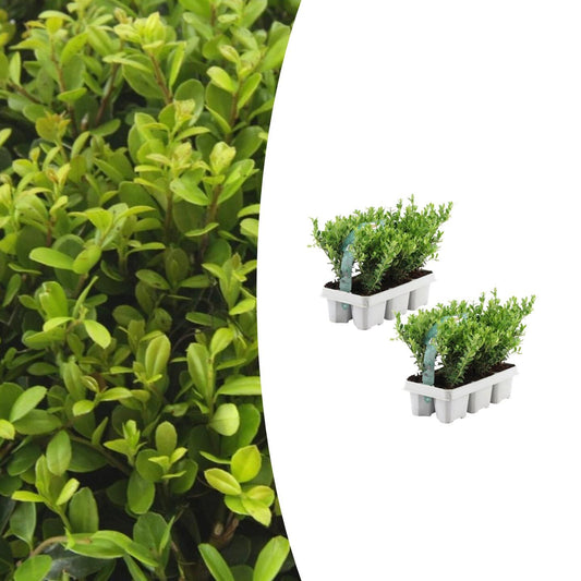 Ilex crenata 'Jenny' 2x 6er Set Ø7 cm – Immergrün & Robust | Pflanzfix24.de - Pflanzfix24.de