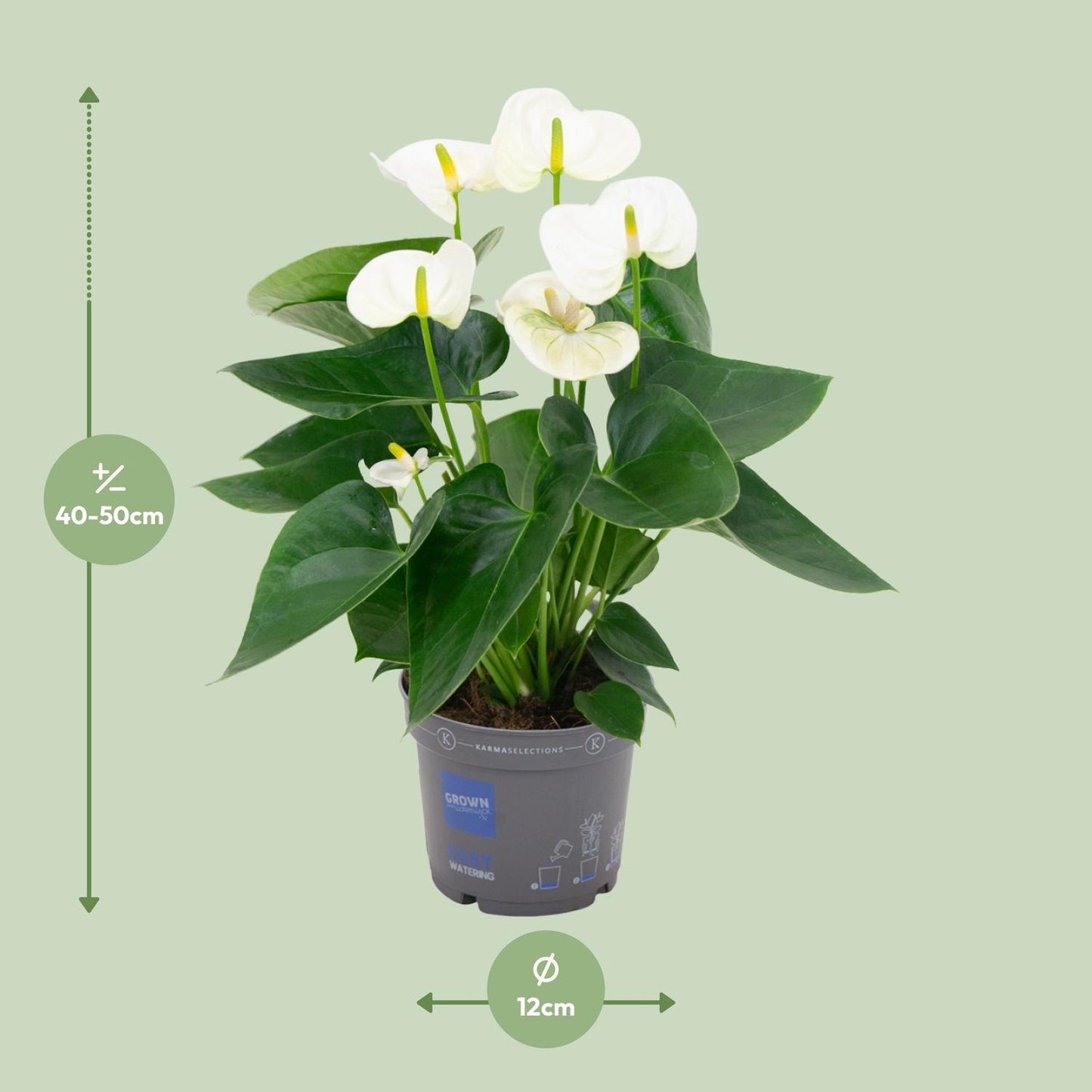 Anthurium White - Ø12cm - ↕43cm - pflanzfix24