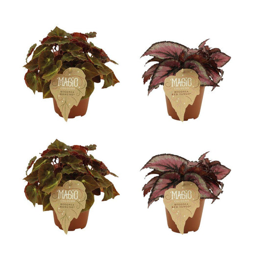 2x Begonia Rex Montuno - 2x Begonia Rex Red Tango - 4 stuks- Ø12cm - ↕25cm - Pflanzfix24