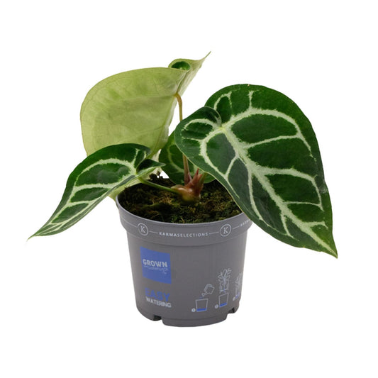 Anthurium Clarinervium - Ø12cm - ↕20cm von Pflanzfix24
