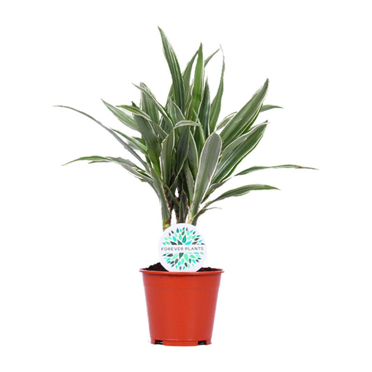 Dracaena Warneckei - Ø14cm - ↕55cm - Pflanzfix24