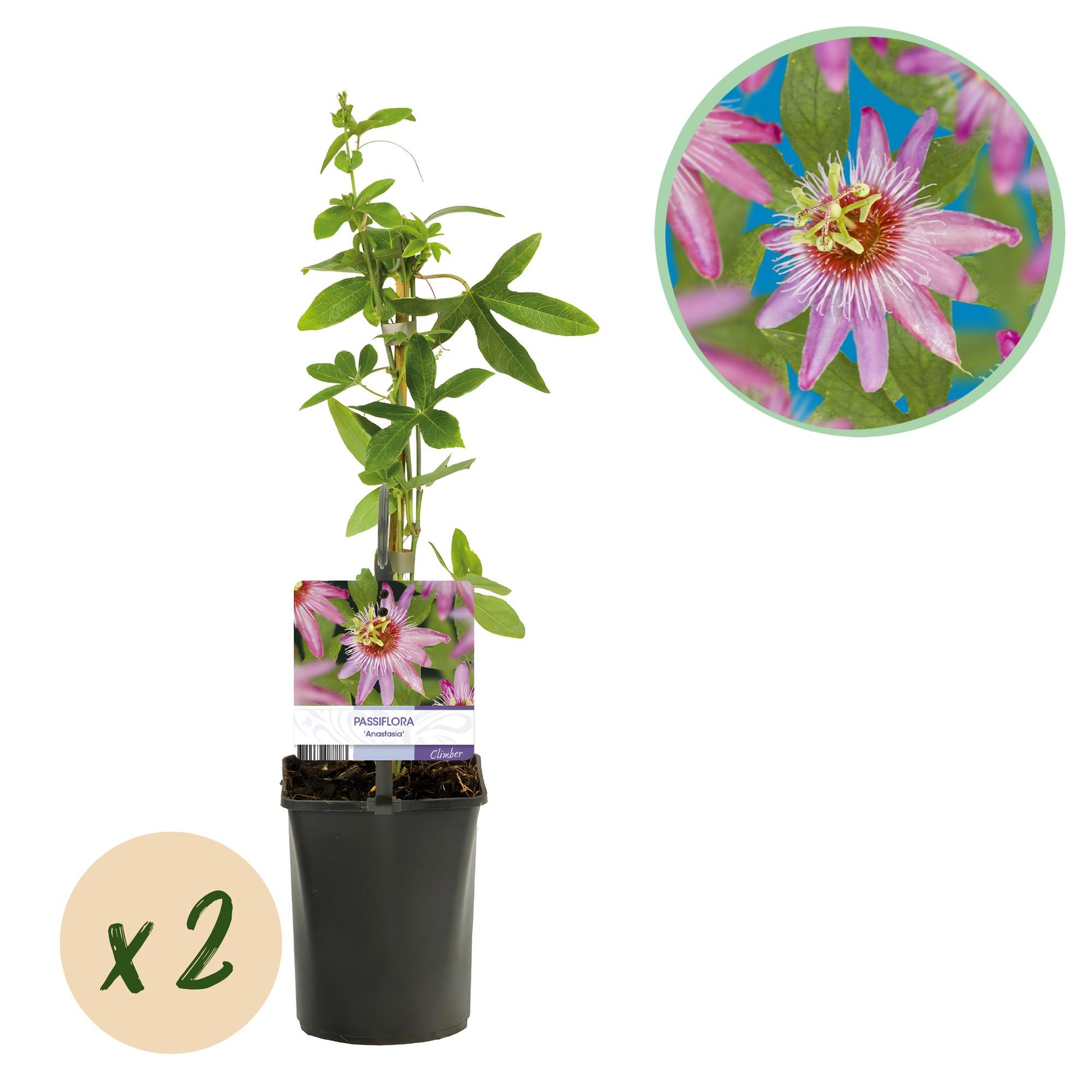 Pflanzfix24.de - Passionsblume - Passiflora Anastasia - Blume Rosa - Wenig Pflege - 2 Pflanzen - Topf 11cm Höhe 40cm - Pflanzfix24.de