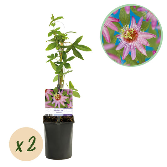 Pflanzfix24.de - Passionsblume - Passiflora Anastasia - Blume Rosa - Wenig Pflege - 2 Pflanzen - Topf 11cm Höhe 40cm - Pflanzfix24.de