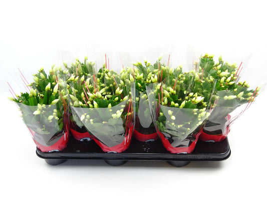 Schlumbergera 10.5 Cm Wit - Ø10,5cm - ↕30cm bei Pflanzfix24