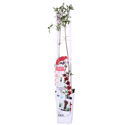 Clematis Nubia - Clematis Evison Rot - Ø15cm - ↕65cm - Pflanzfix24.de - Pflanzfix24.de