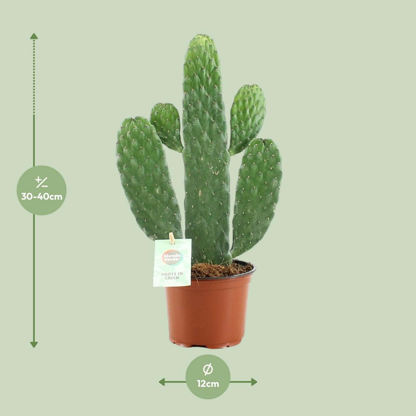 Opuntia Rubescens Consolea Ø12cm | Kaktus 35cm bei Pflanzfix24
