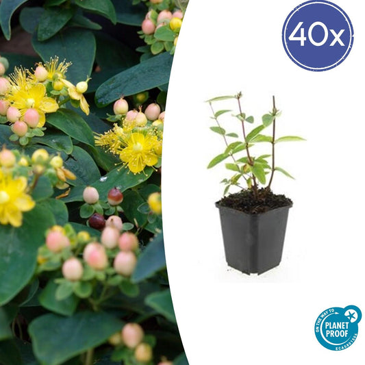 40x Hypericum inodorum 'Annebel' - ↕10-25cm - Ø9cm - Pflanzfix24.de - Pflanzfix24.de