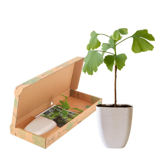 Ginkgo Biloba Briefkastenbaum 15cm | Pflanzfix24