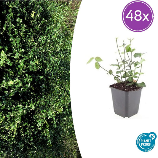 48x Euonymus fort. 'Coloratus' - ↕10-25cm - Ø9cm - Pflanzfix24
