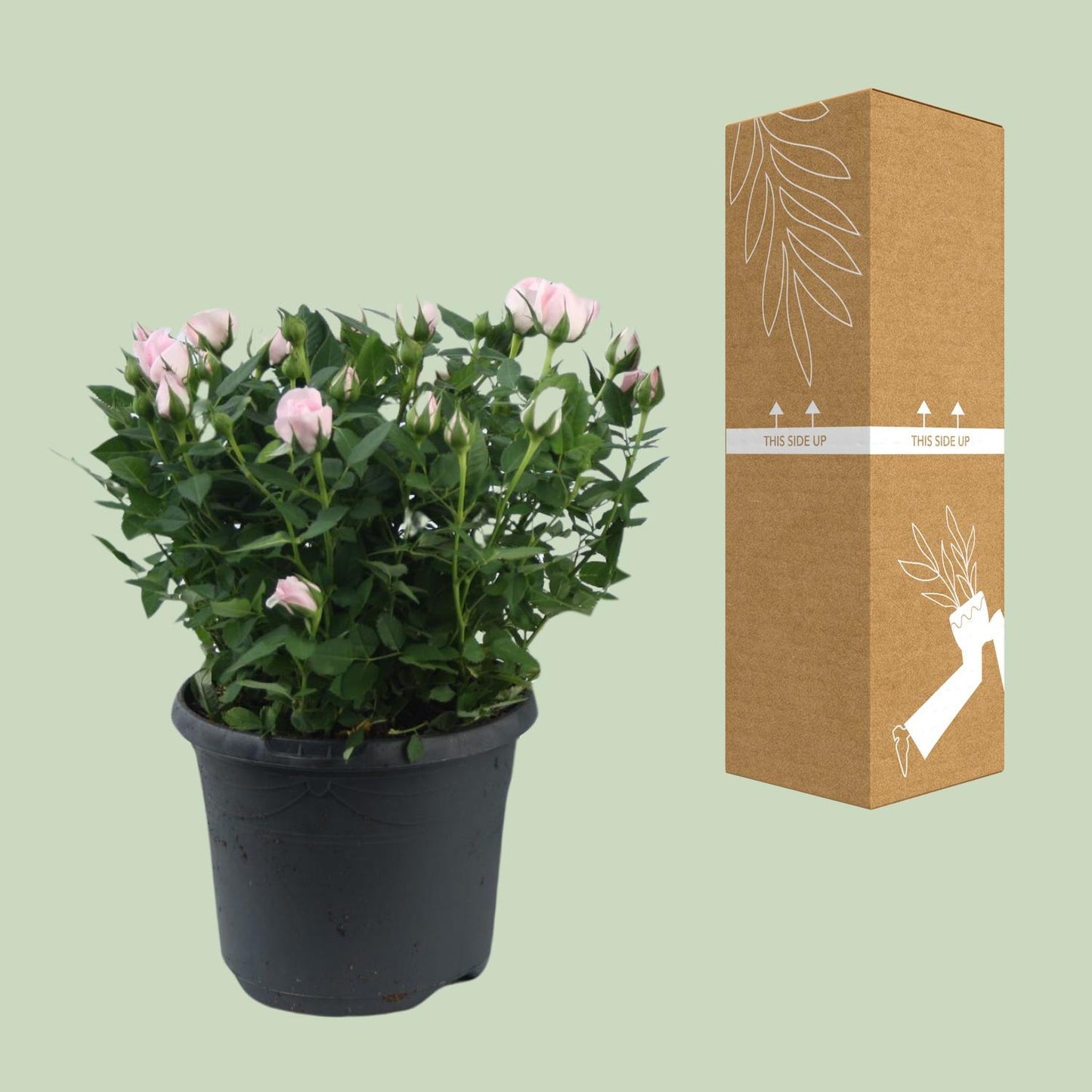 Topfrose Rosa Jewel Patio Baby Ø17cm – Pflegeleicht | Pflanzfix24