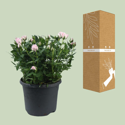 Topfrose Rosa Jewel Patio Baby Ø17cm – Pflegeleicht | Pflanzfix24