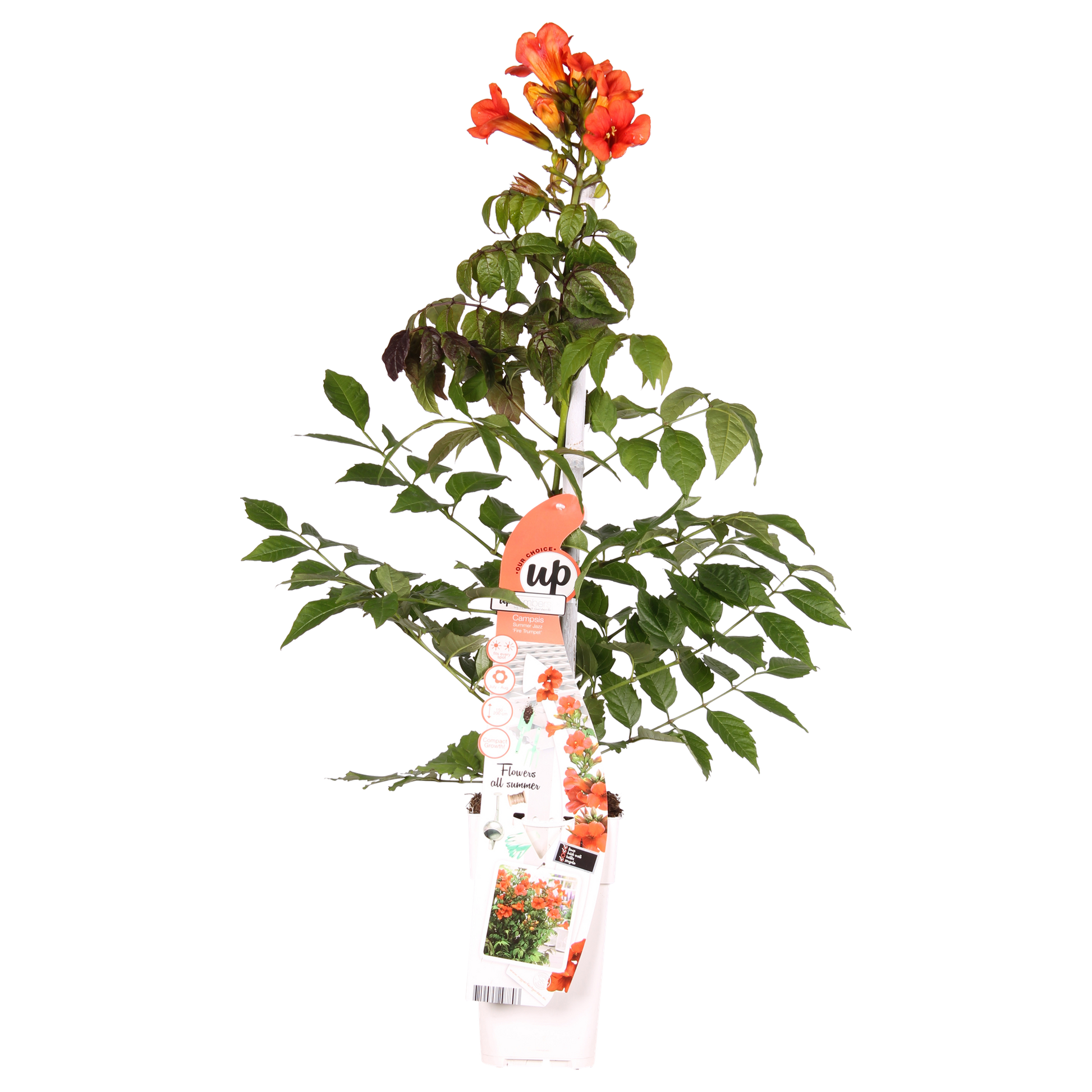 Campsis Summer Jazz Fire Trumpet - Ø19cm - ↕70cm - Ø15 - ↨65cm - Pflanzfix24.de - Pflanzfix24.de