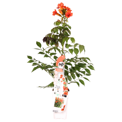 Campsis Summer Jazz Fire Trumpet - Ø19cm - ↕70cm - Ø15 - ↨65cm - Pflanzfix24.de - Pflanzfix24.de