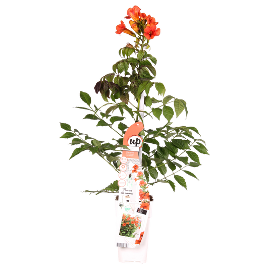 Campsis Summer Jazz Fire Trumpet - Ø19cm - ↕70cm - Ø15 - ↨65cm - Pflanzfix24.de - Pflanzfix24.de