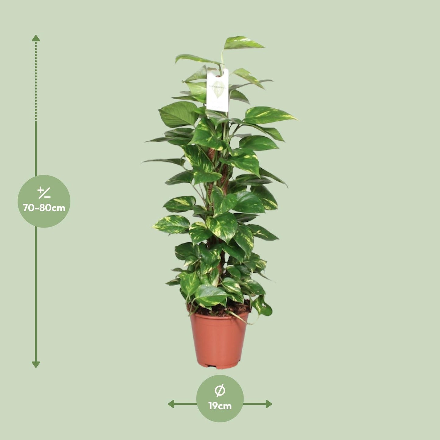 Epipremnum Pinnatum Mosstok 80cm Scindapsus - Pflanzfix24