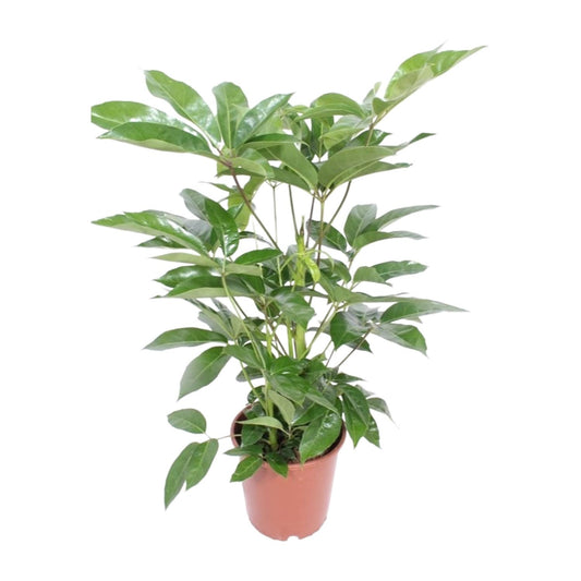 Schefflera Amate – 100 cm Schirmpflanze – pflanzfix24