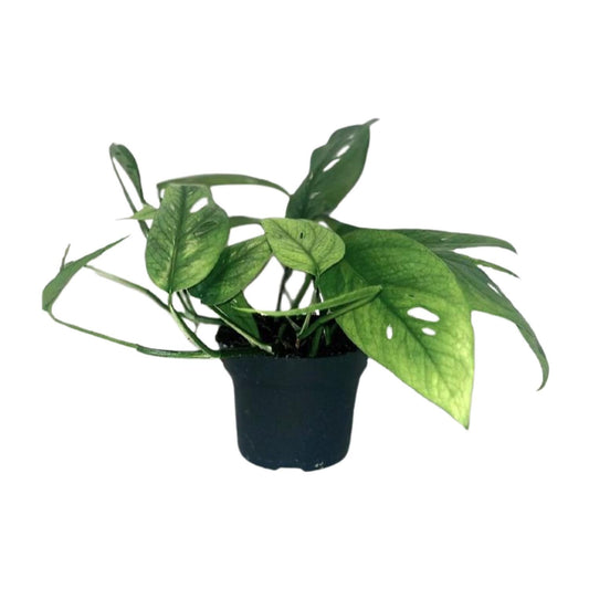 Epipremnum Cebu Blue - Ø12cm - Pflanzfix24.de - Pflanzfix24.de