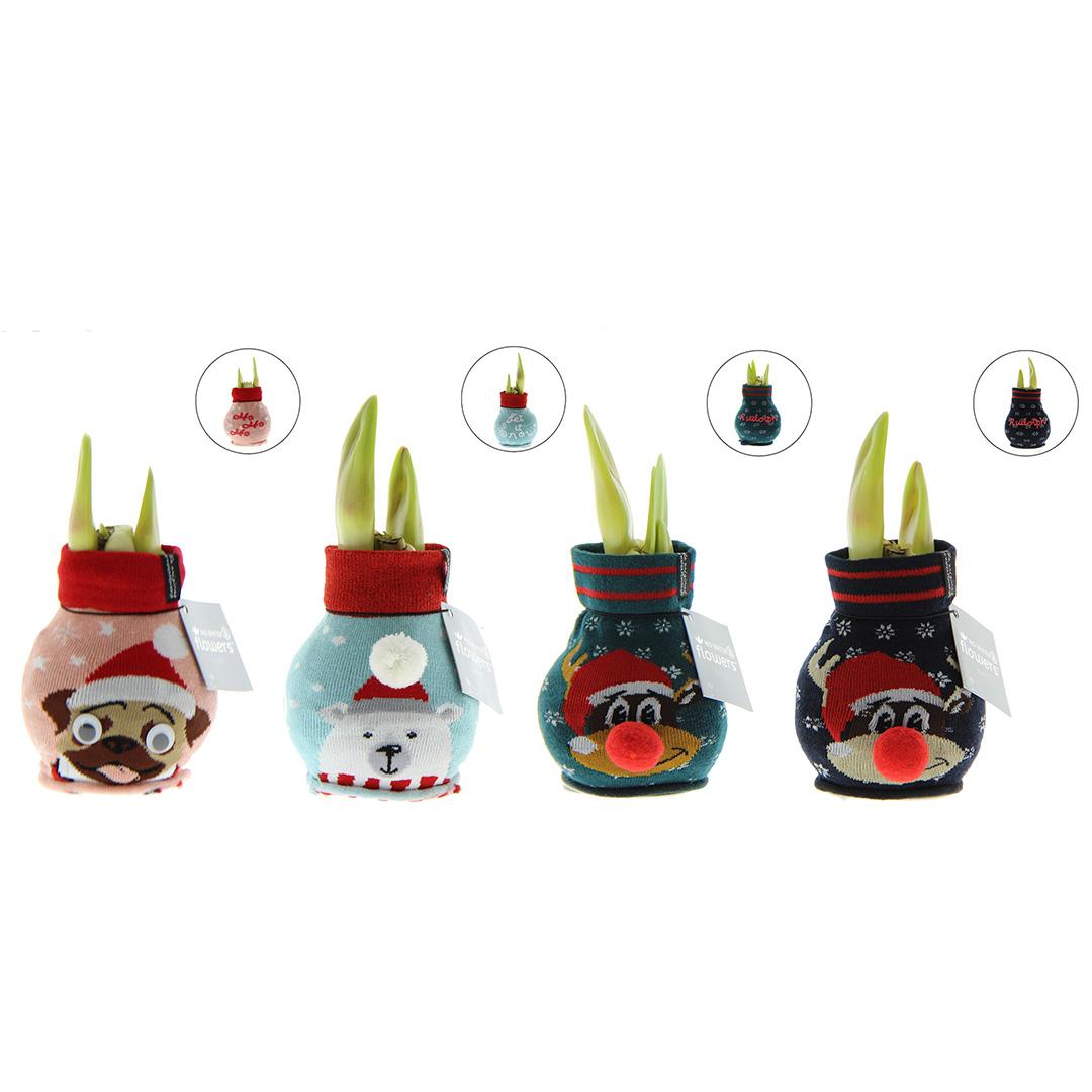 No Water Flowers® Fashionz Xmas Fun Silly Mix (4 pack) - Pflanzfix24