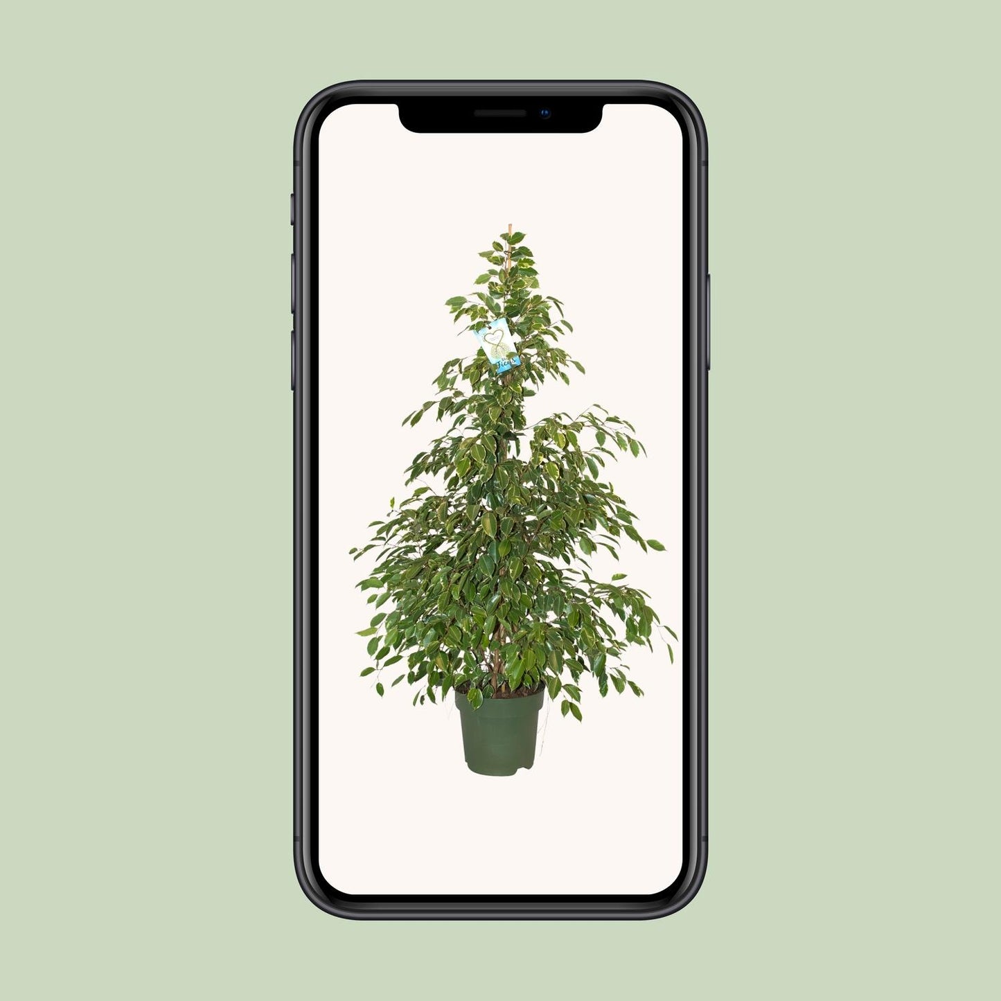 Ficus Benjamina Golden King - Ø27cm - ↕130cm - Pflanzfix24