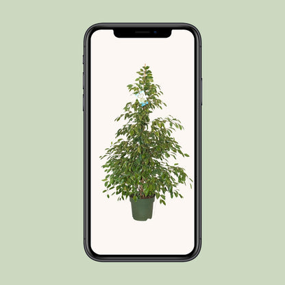 Ficus Benjamina Golden King - Ø27cm - ↕130cm - Pflanzfix24