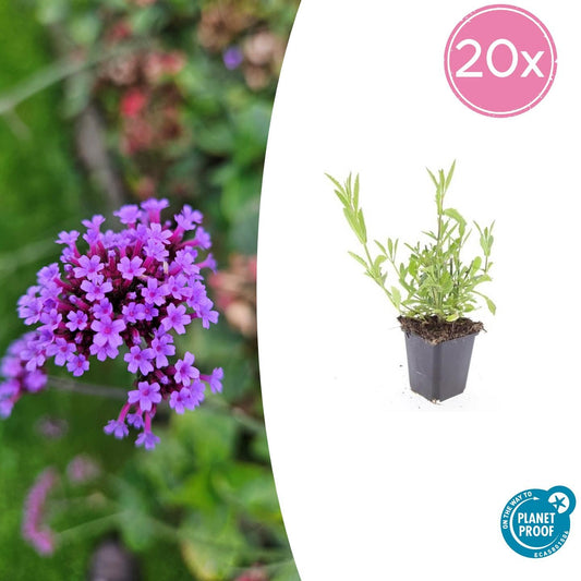 20x Verbena bonariensis - Pflanzfix24.de - Pflanzfix24.de