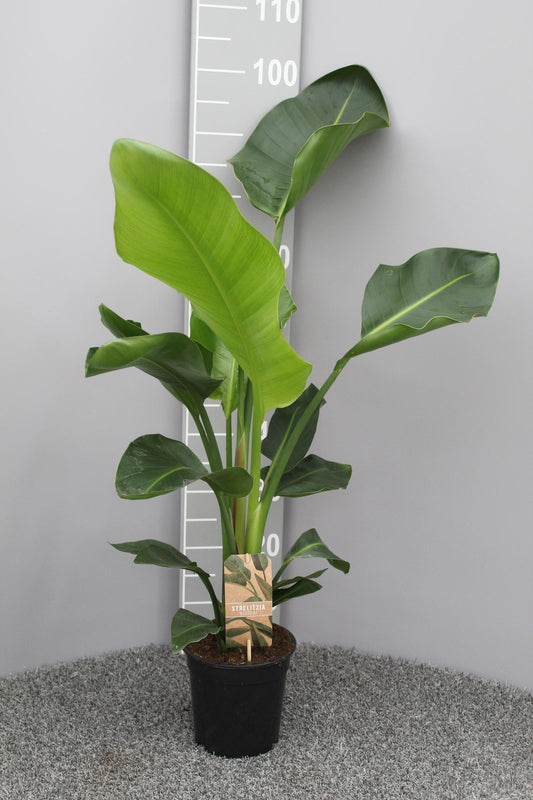 Strelitzia Nicolai P17 Ø17 cm – Weißer Paradiesvogel 70 cm | Pflanzfix24.de - Pflanzfix24.de