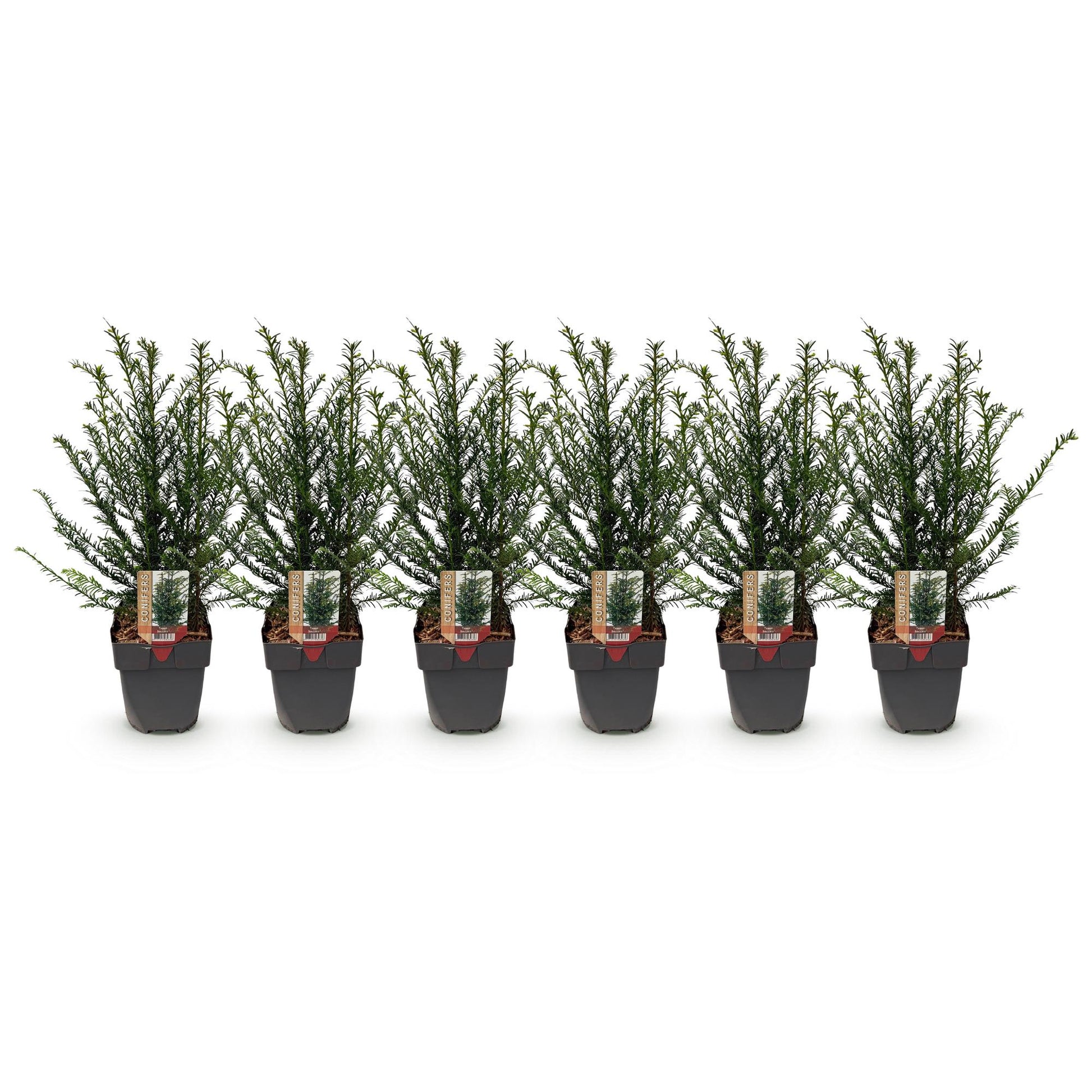 Heckenpflanzen - Taxus baccata - 6 Pflanzen - 1m - Topf 17cm Höhe 60cm - Pflanzfix24.de - Pflanzfix24.de