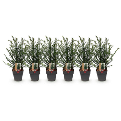 Heckenpflanzen - Taxus baccata - 6 Pflanzen - 1m - Topf 17cm Höhe 60cm - Pflanzfix24.de - Pflanzfix24.de