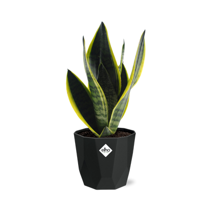 Sansevieria Futura Superba in 14cm b.for rock living black - Pflanzfix24