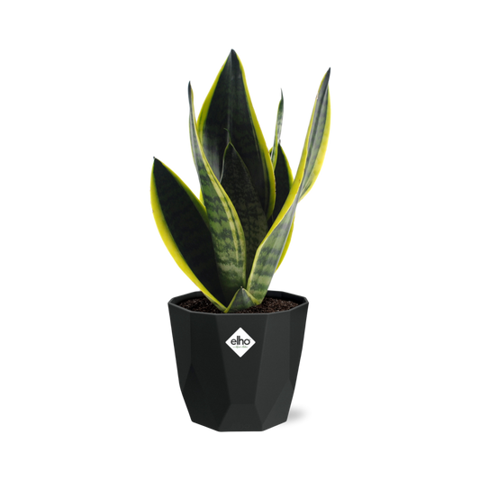 Sansevieria Futura Superba in 14cm b.for rock living black - Pflanzfix24