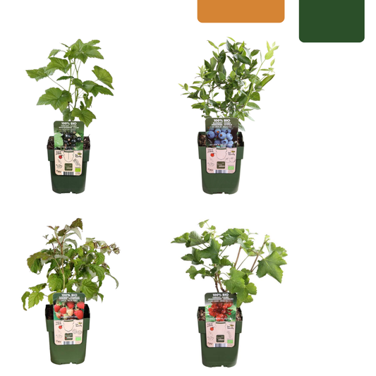 Früchteparadies BIO Obstpflanzen-Set – 4 Sorten | Pflanzfix24.de - Pflanzfix24.de