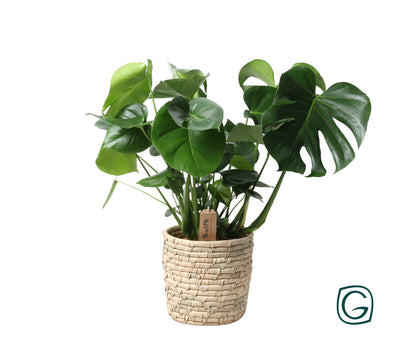 Monstera In Basket Palmleaf - Ø21cm - pflanzfix24