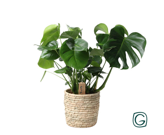 Monstera In Basket Palmleaf - Ø21cm - pflanzfix24