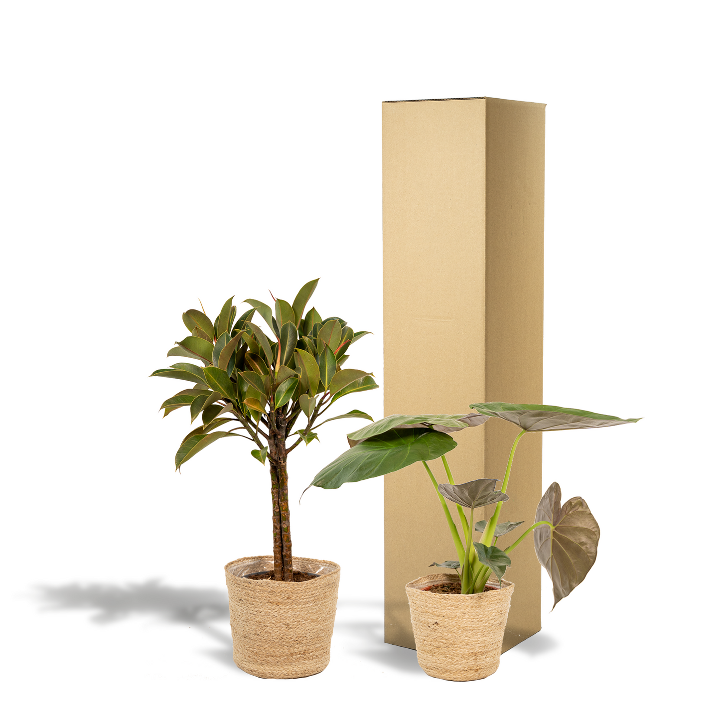 Ficus Elastica Melany & Alocasia Wentii Set - Pflanzfix24